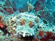 Crocodilefish. Raja Ampat. Papua, Indonesia.