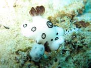 Nudibranch. Raja Ampat. Papua, Indonesia.