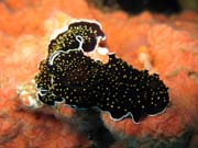 Nudibranch. Raja Ampat. Papua, Indonesia.