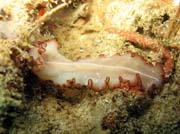 Flatworm. Raja Ampat. Papua, Indonesia.