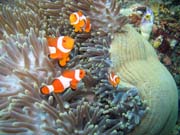 Anemone and clownfishes. Raja Ampat. Papua, Indonesia.