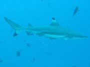 Blacktip reef shark. Raja Ampat. Papua, Indonesia.