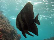 Juvenile Batfish. Raja Ampat. Papua, Indonesia.