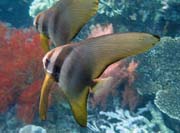 Juvenile Batfish. Raja Ampat. Papua, Indonesia.