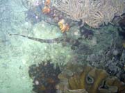 Whitespotted bamboo shark. Mike's Point dive site, Raja Ampat. Papua, Indonesia.