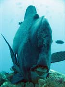Green humphead parrotfish (bumphead parrotfish). Raja Ampat. Papua, Indonesia.