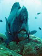 Green humphead parrotfish (bumphead parrotfish). Raja Ampat. Papua, Indonesia.