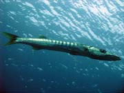 Barracuda. Raja Ampat. Papua, Indonesia.