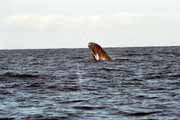 Whale, Ile Sainte Marie island. Madagascar.
