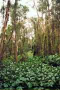 Rung Tram forest - remaining jungle in Mekong delta area. Vietnam.
