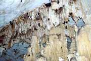 Bats in cave Grotte des Chauves-Souris, l'Ankarana National park. Madagascar.