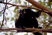 Semi-tame black lemur, Nosy Komba. Madagascar.