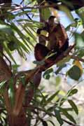 Semi-tame black lemur, Nosy Komba. Madagascar.