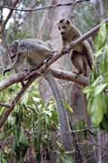 Crowned lemurs, l'Ankarana National park. Madagascar.