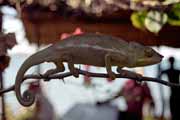 Chameleon, Nosy Be. Madagascar.