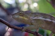 Chameleon, Nosy Be. Madagascar.