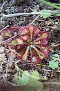 Flower, l'Isalo National park. Madagascar.