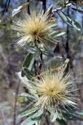 Flower, l'Isalo National park. Madagascar.