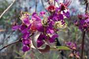 Flower, l'Isalo National park. Madagascar.