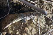 Lizard, Tsiribihina river area. Madagascar.