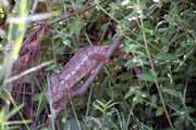 Chameleon, Tsiribihina river area. Madagascar.