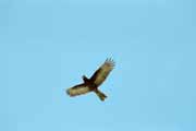 Bird, Tsiribihina river area. Madagascar.