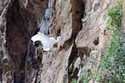 Bird, Tsiribihina river area. Madagascar.