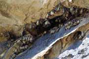 Bats, Tsiribihina river area. Madagascar.