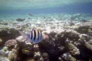 Read sea. Egypt.