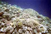 Red sea. Egypt.
