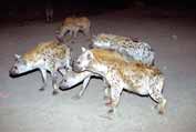 Hyenas during feeding at Harar. East, Ethiopia.