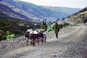 On the way to home from town. Simien mountain. Ethiopia.