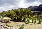 Simien mountains. Ethiopia.