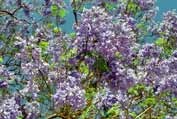 Blooming tree. Ethiopia.