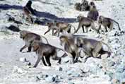 Gelada baboon. Simien mountains. Ethiopia.