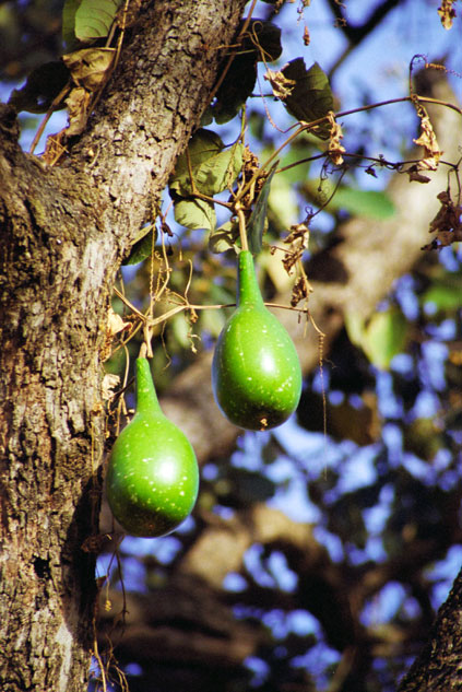 Fruit of kalabash which is used for drinks storing. North,  Ethiopia.