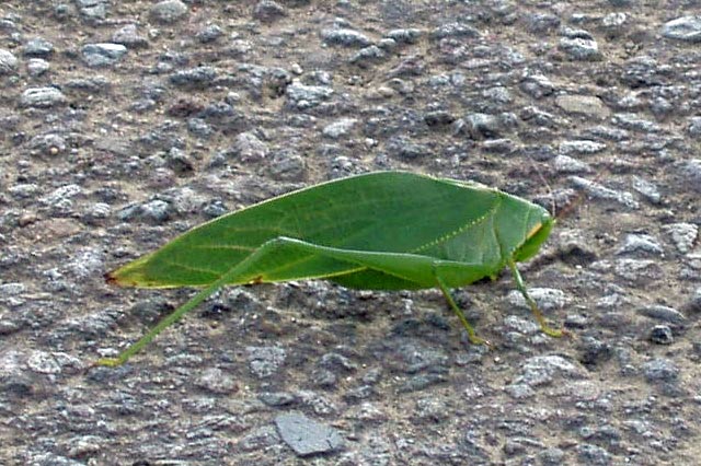 Insect. Costa Rica.