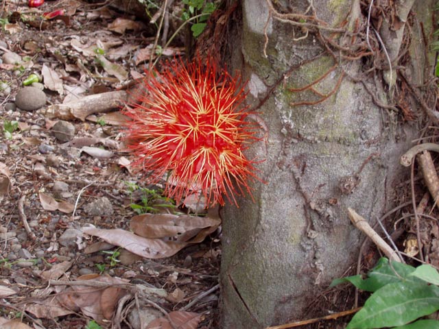 Flower. Costa Rica.