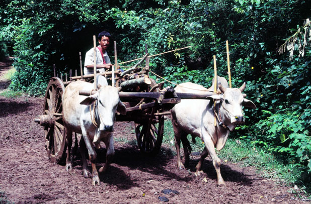 Local "truck". Myanmar (Burma).