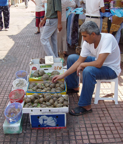 Rabat town. Morocco.