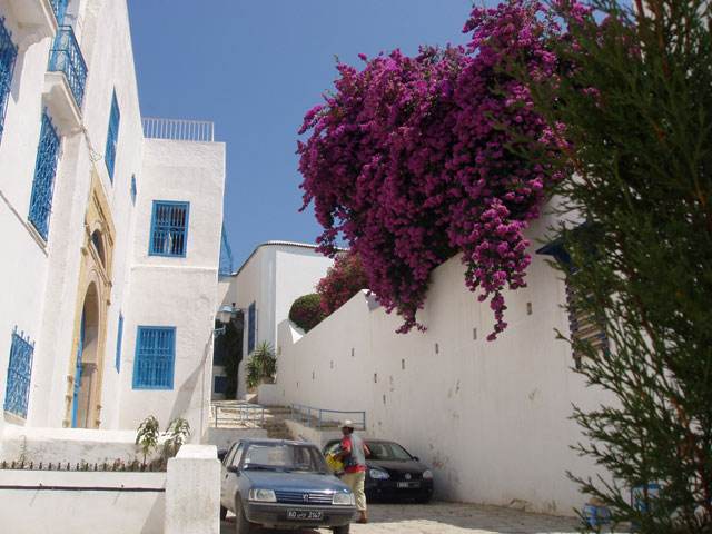 Tunis town. Tunisia .
