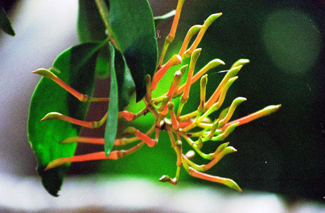 Flower. Mexico.