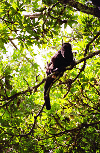 Monkey, Tikal. Guatemala.