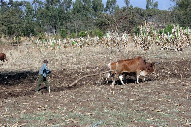 Village south of Addis Abbeba. South,  Ethiopia.