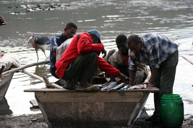 Fish market, Awasa lake. South,  Ethiopia.
