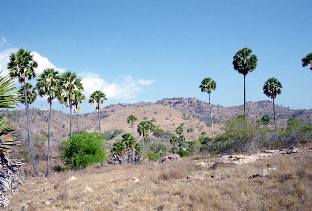 Rinca island. Nusa Tenggara,  Indonesia.