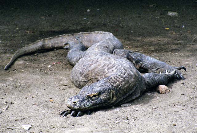 Komodo dragon at Rinca island. Nusa Tenggara,  Indonesia.