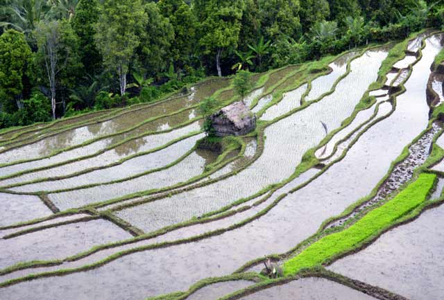Rice fields. Bali,  Indonesia.