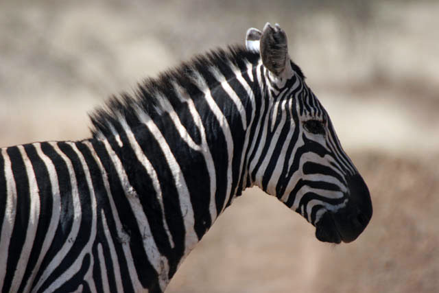 Zebra, Nechisar NP. South,  Ethiopia.