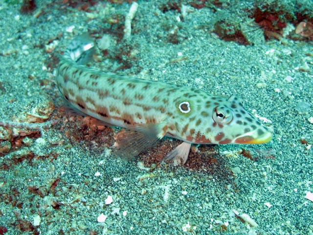 Diving around Bunaken island, Molas Wreck dive site. Sulawesi,  Indonesia.